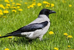  Серая ворона- её описание