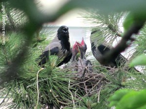 Серая ворона-порода 