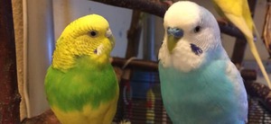 Уход за волнистым попугаем в домашних условиях: советы и лайфхаки