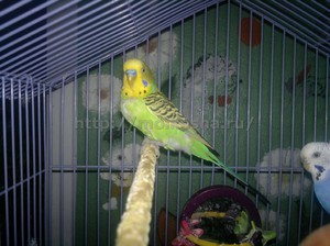 Как содержать попугая