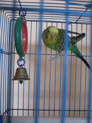 Выбор клетки для попугая 