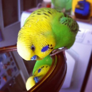 Красивый попугай и зеркало Попугай и зеркало