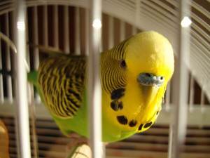 Попугайчик