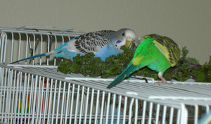 Как нужно ухаживать за попугаями Как ухаживать за попугаями