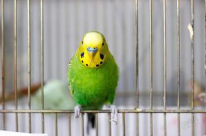 Волнистый попугай в клетке Попугай в клетке