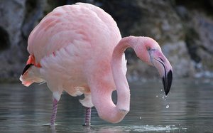 Где живут розовые фламинго: места обитания и ареал птиц