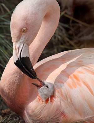 Описание розового фламинго