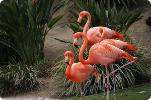 Где обитают фламинго