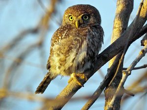 Обыкновенная сипуха: ареал, повадки и рацион совы