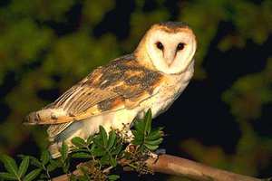 Сова сипуха