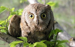 Как выглядит сова сипуха