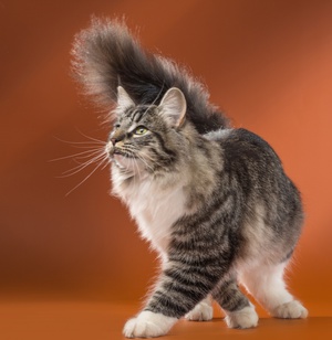 Норвежский лесной кот: грация, характер и уход