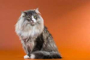 Внешность норвежской кошки