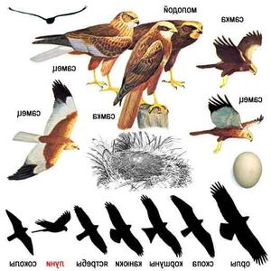 Хищные птицы России: виды, особенности и места обитания