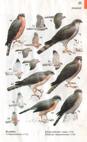 Картинки птиц