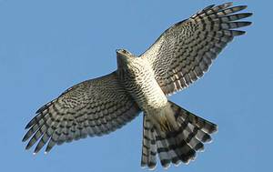 Хищный ястреб-тетеревятник