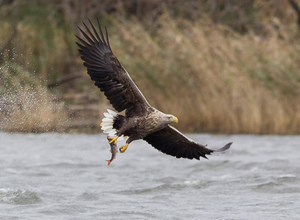 Великолепный орлан-белохвост