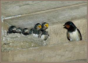 Ласточка возле гнезда