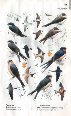  Виды ласточек
