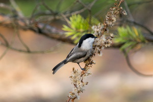Гаичка пухляк