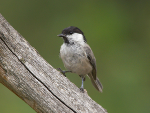 У гаички всего три вида песен