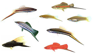 Виды аквариумных меченосцев