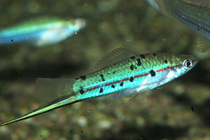 Зелёный аквариумный меченосец