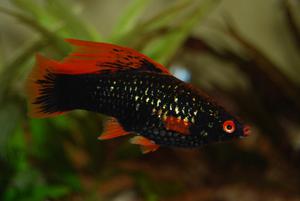 Чёрный аквариумный меченосец