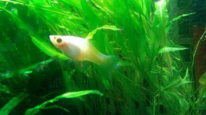 Белый аквариумный меченосец