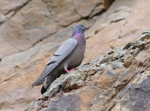 Голубь скалистый