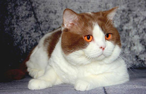 Как выбрать идеальную кличку для кота: лучшие идеи и советы