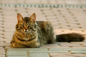 Как назвать кота