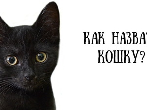 Какое имя дать коту