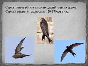 Стрижи: внешность, среда обитания и рацион птиц