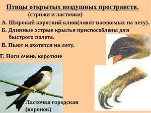 Образ жизни стрижей