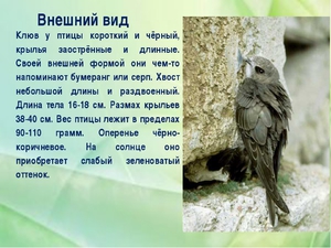 Чем питается стриж