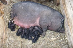 Разведение вьетнамских вислобрюхих свиней: уход и содержание