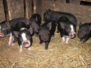 Поросята в свинарнике