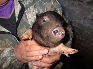  вьетнамский поросенок