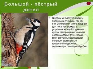 Как выглядит большой пестрый дятел