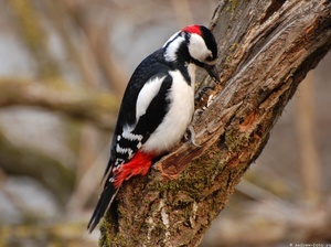 Где обитает пестрый дятел