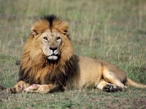 Внешний вид льва