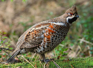 Рябчик обыкновенный: образ жизни и среда обитания лесной птицы