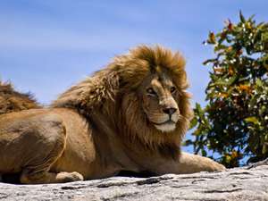 Виды хищника в мире 