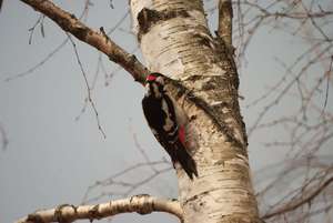 Питание дятла