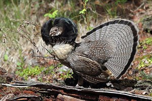  рябчик Воротничковый