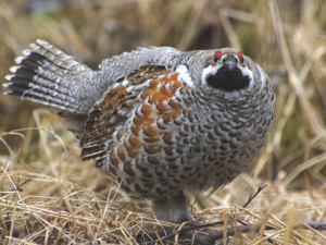 Северцова Рябчик