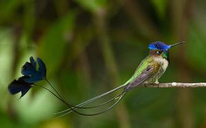 Редкие птицы-дивный шпательтэил