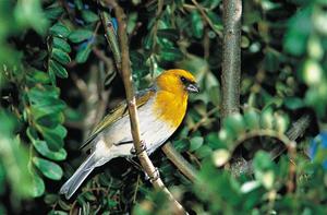 Редкие птицы- палила