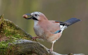 Сойка: интересные факты